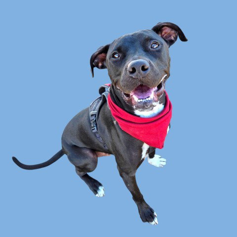 ROCKY, a dog for adoption from Kern Co Animal Control Dept - Bakersfield