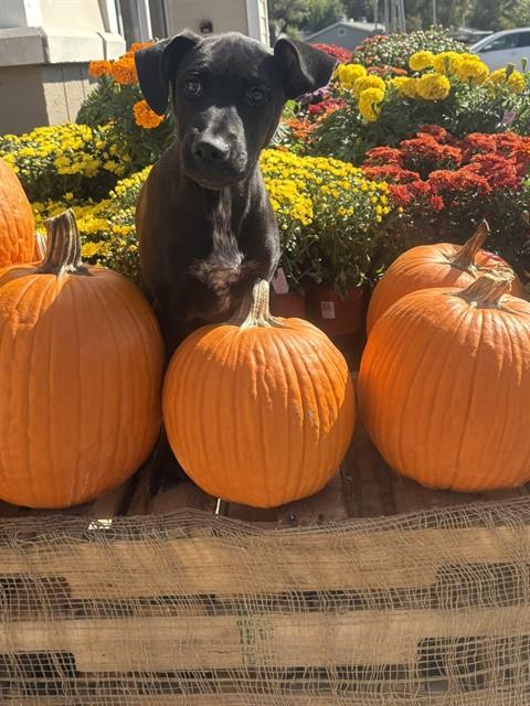 *ANDROMEDA, a dog for adoption from Kern Co Animal Control Dept - Bakersfield