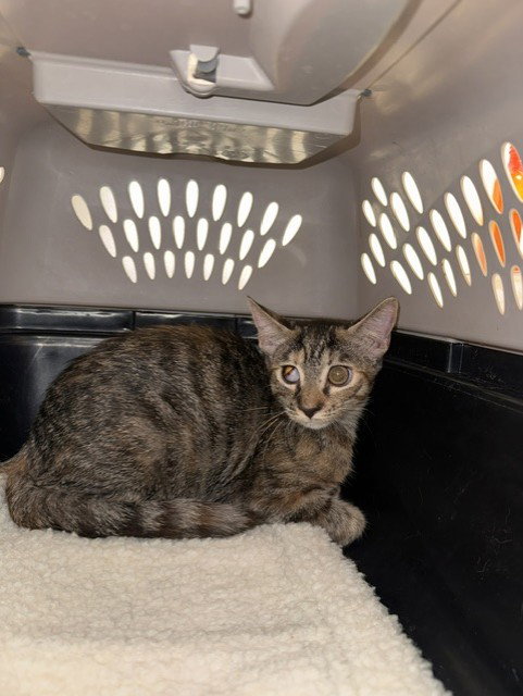 *LADY BUG, a cat for adoption from Kern Co Animal Control Dept - Bakersfield