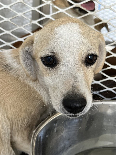 *OLIVIA RODRIGO, a dog for adoption from Kern Co Animal Control Dept - Bakersfield