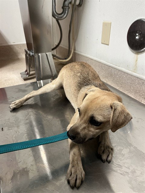 *SUMMER, a dog for adoption from Kern Co Animal Control Dept - Bakersfield