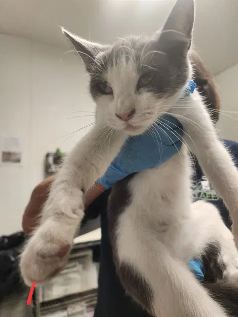 Kitty - Domestic Short Hair