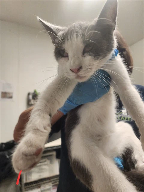Kitty