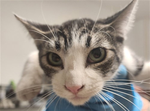 *STANLEY, a cat for adoption from Kern Co Animal Control Dept - Bakersfield