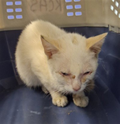 *HOPE, a cat for adoption from Kern Co Animal Control Dept - Bakersfield