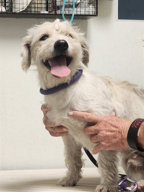 *LEE, a dog for adoption from Kern Co Animal Control Dept - Bakersfield