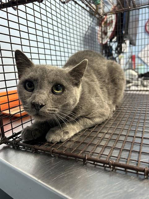 *ILLUM, a cat for adoption from Kern Co Animal Control Dept - Bakersfield