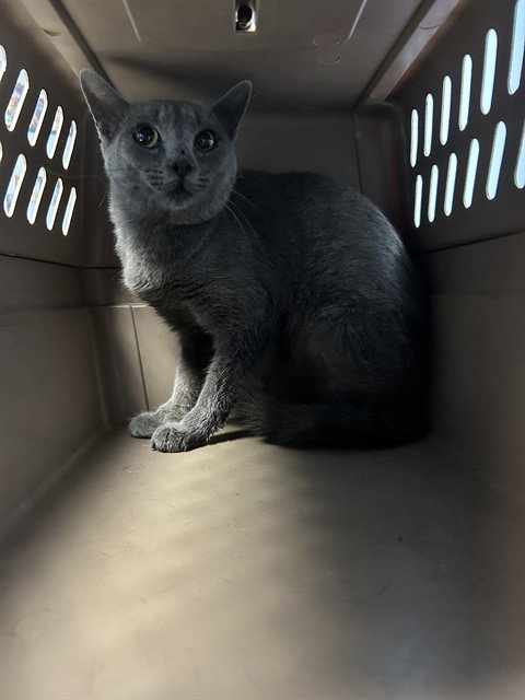 *IZZI, a cat for adoption from Kern Co Animal Control Dept - Bakersfield