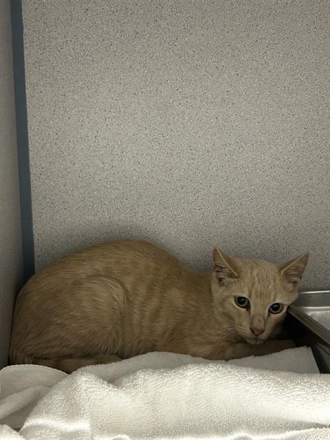 *ILLIOS, a cat for adoption from Kern Co Animal Control Dept - Bakersfield
