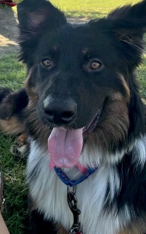 *NUTELLA, a dog for adoption from Kern Co Animal Control Dept - Bakersfield