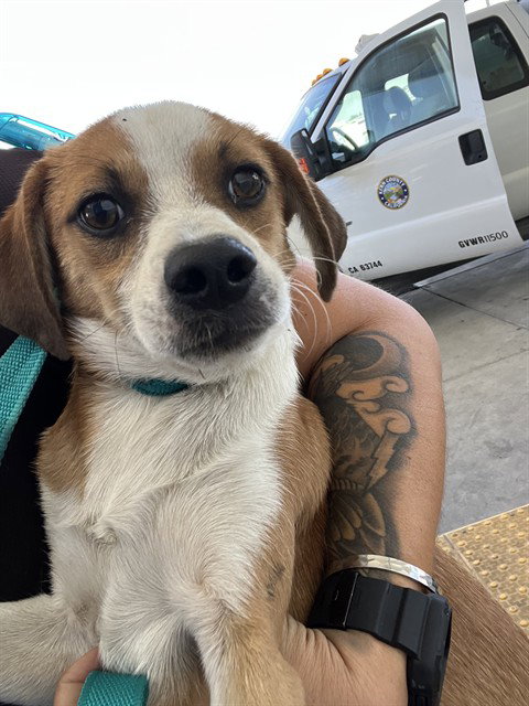 *AUTUMM, a dog for adoption from Kern Co Animal Control Dept - Bakersfield