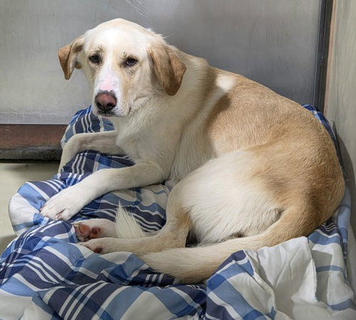 *GOLDIE, a dog for adoption from Kern Co Animal Control Dept - Bakersfield