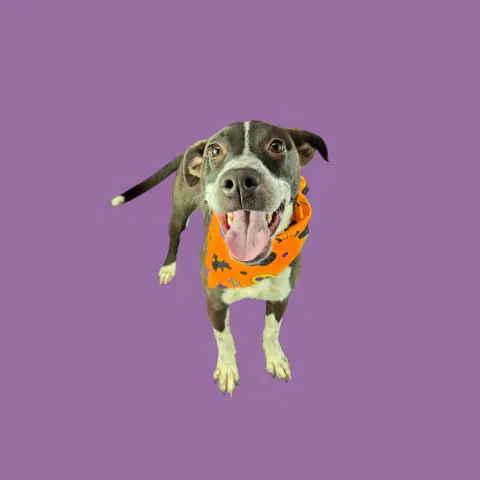 Teddie - Pit Bull Terrier