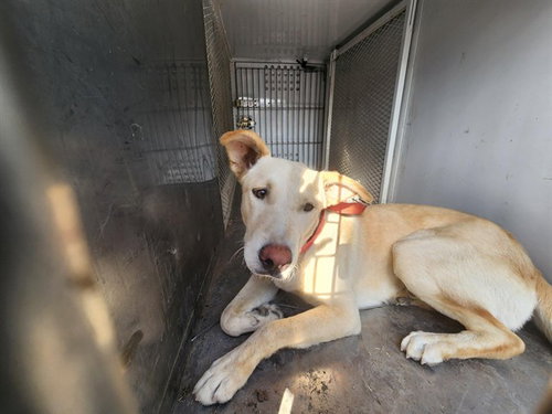 FATTY, a dog for adoption from Kern Co Animal Control Dept - Bakersfield
