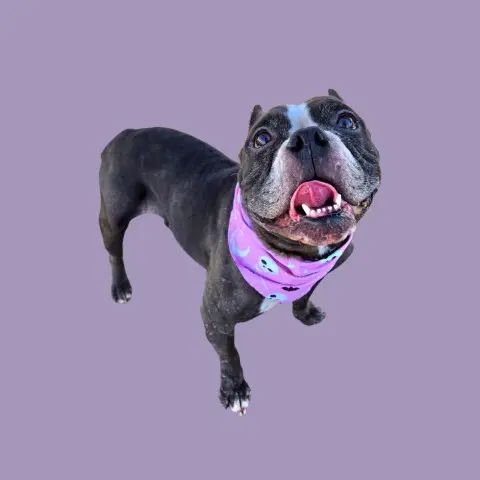 Belle - American Pit Bull Terrier