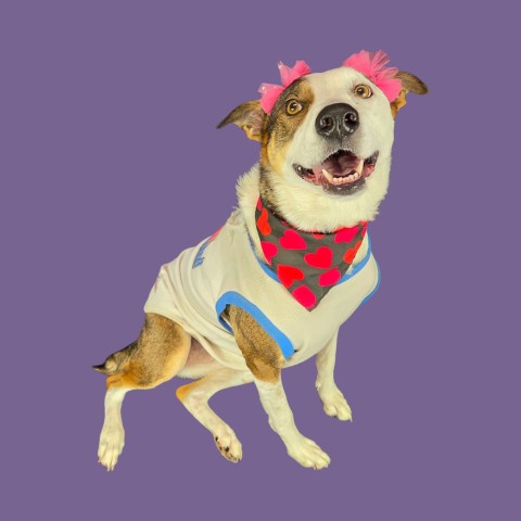 LILLY, a dog for adoption from Kern Co Animal Control Dept - Bakersfield