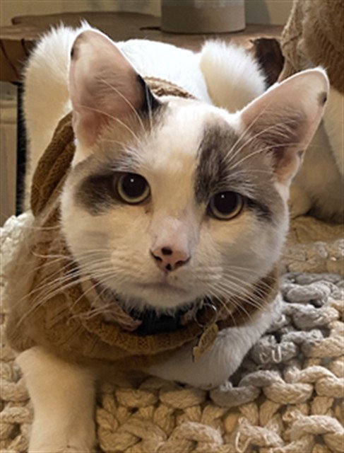 APPA, a cat for adoption from Kern Co Animal Control Dept - Bakersfield