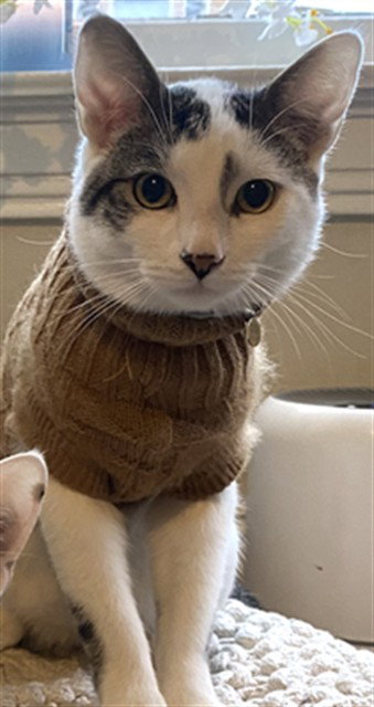 MOMO, a cat for adoption from Kern Co Animal Control Dept - Bakersfield