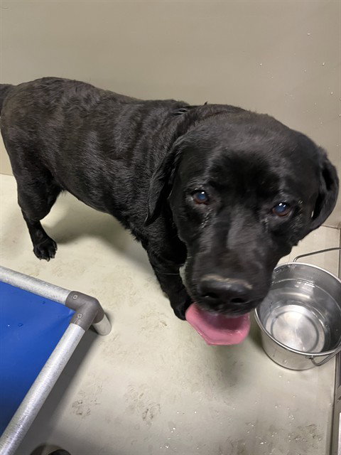 *JELLY ROLL, a dog for adoption from Kern Co Animal Control Dept - Bakersfield