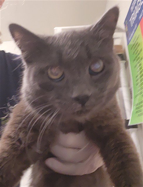 *BRUCE, a cat for adoption from Kern Co Animal Control Dept - Bakersfield