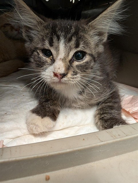 *STAN, a cat for adoption from Kern Co Animal Control Dept - Bakersfield