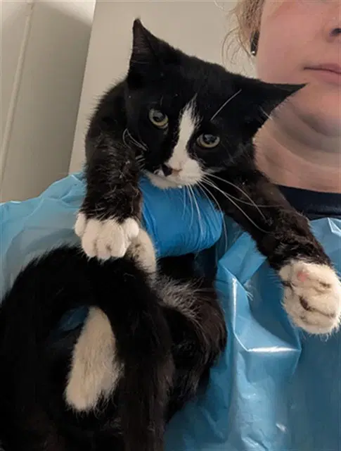 Sylvester image 1