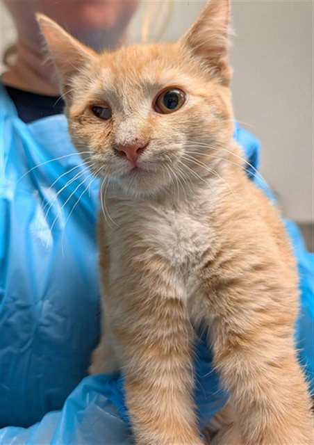 *TOMMY, a cat for adoption from Kern Co Animal Control Dept - Bakersfield