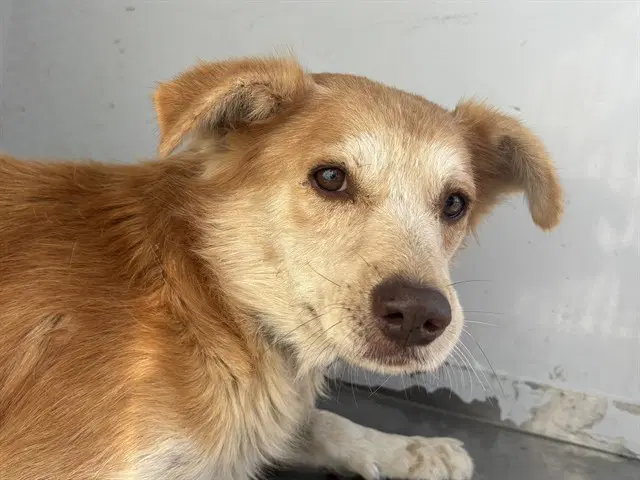 Boo - Queensland Heeler