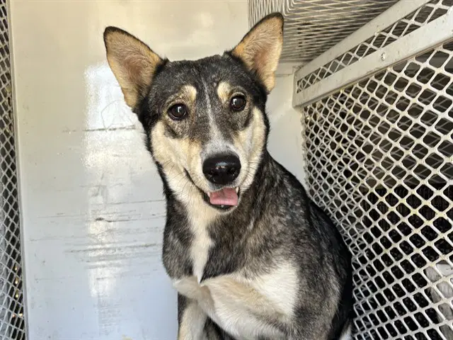 Sissy - Queensland Heeler