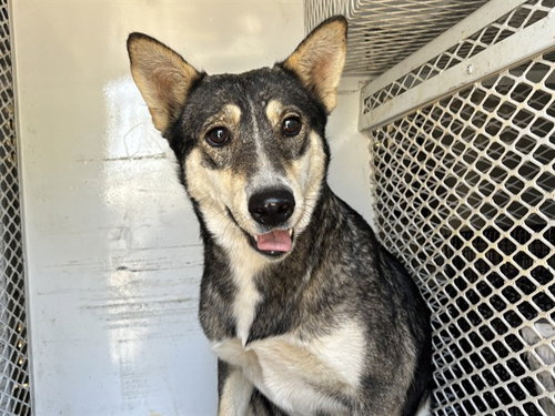 *SISSY, a dog for adoption from Kern Co Animal Control Dept - Bakersfield