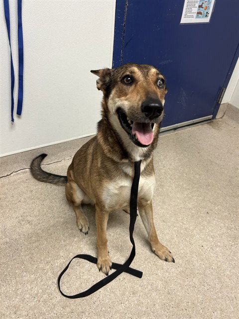 *HAZEL, a dog for adoption from Kern Co Animal Control Dept - Bakersfield