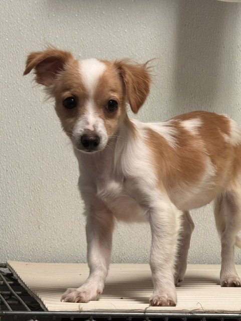*MAYA, a dog for adoption from Kern Co Animal Control Dept - Bakersfield