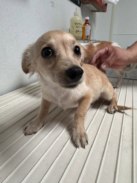 *MIGUEL, a dog for adoption from Kern Co Animal Control Dept - Bakersfield