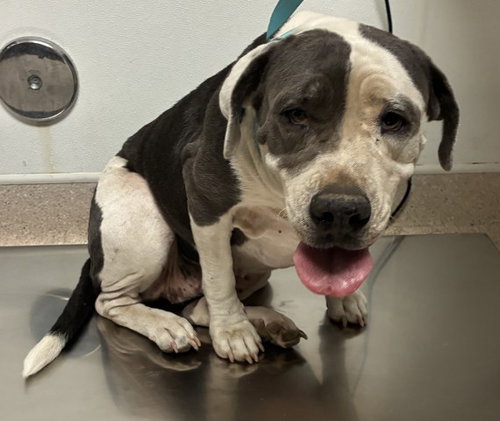 *ALMOND, a dog for adoption from Kern Co Animal Control Dept - Bakersfield