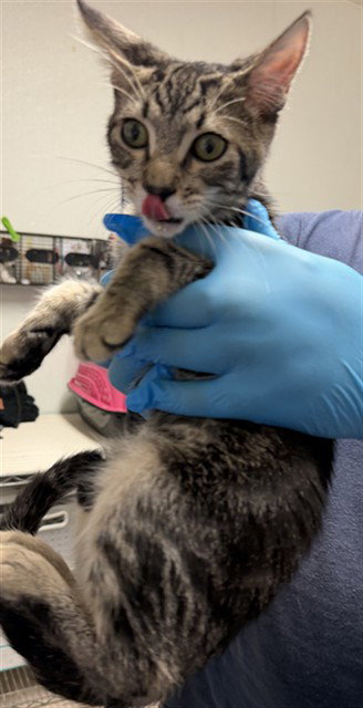 *WATER, a cat for adoption from Kern Co Animal Control Dept - Bakersfield