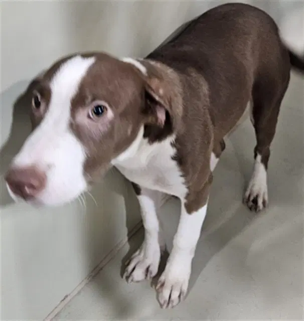 Harriet - Pit Bull Terrier