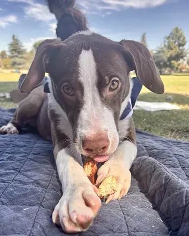 Harriet - Pit Bull Terrier