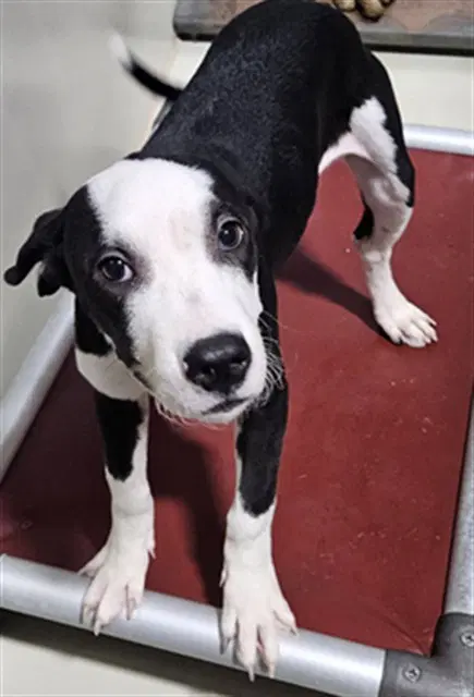 Bessie - Pit Bull Terrier