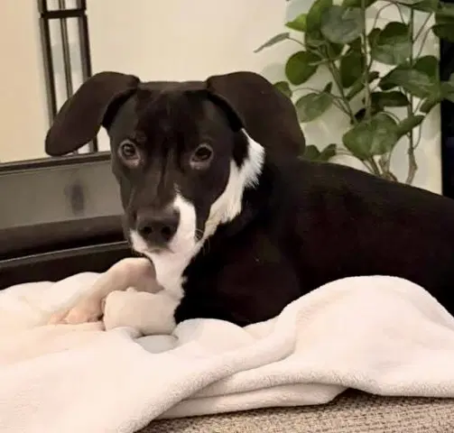 Amelia - Pit Bull Terrier
