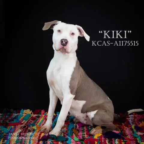 Kiki - Pit Bull Terrier