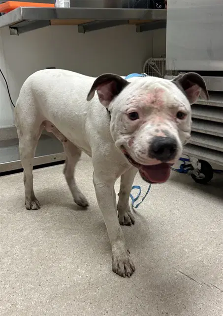 Tip - Pit Bull Terrier