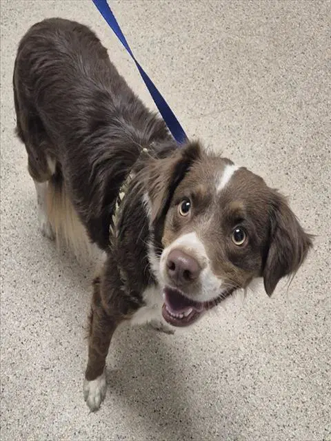 Bailey - Border Collie