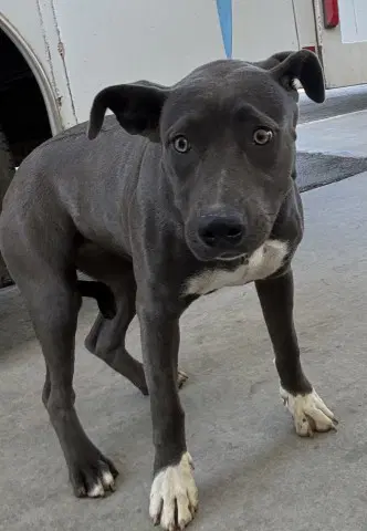Coco - Pit Bull Terrier