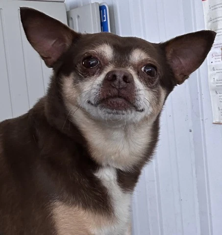 Beto