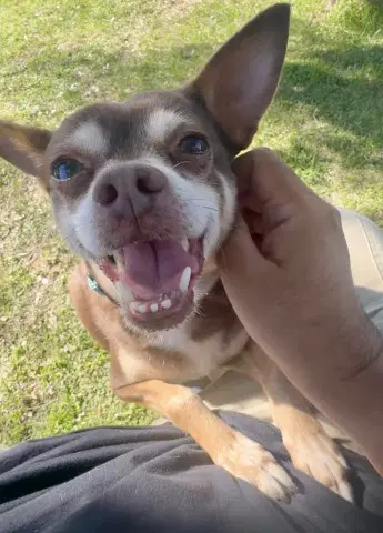 Beto - Chihuahua