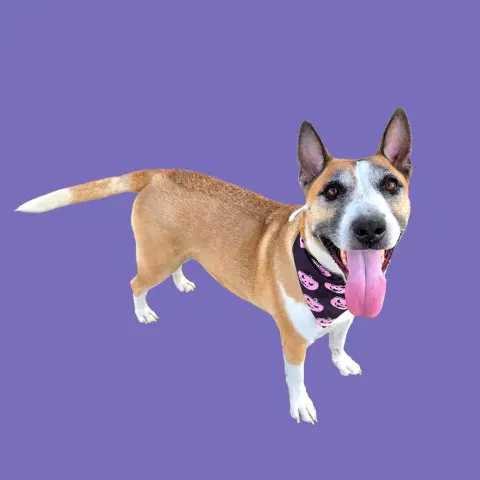 Sosha - German Shepherd Dog