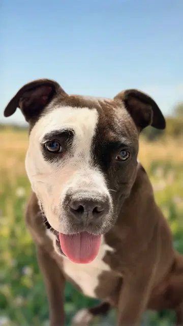 Pookie - Pit Bull Terrier