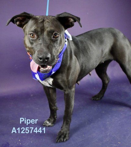 *PIPER