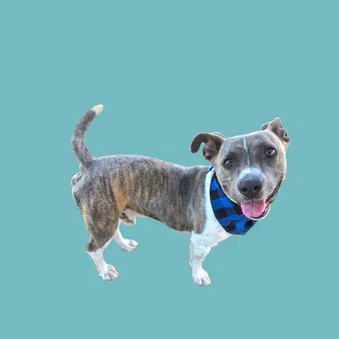 Hammy - Pit Bull Terrier