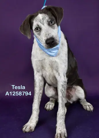 Tesla - Australian Cattle Dog/Blue Heeler